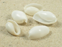 Aliculastrum cylindricum - Haminoeidae