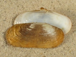 Azorinus chamasolen - Solecurtidae