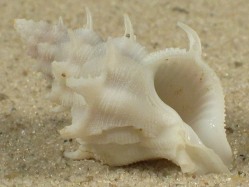 Babelomurex armatus - Coralliophilidae