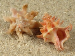Babelomurex gemmatus - Coralliophilidae