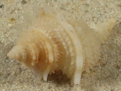 Babelomurex lischkeanus - Coralliophilidae