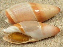 Amalda hinomotoensis - Olividae