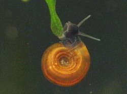 Bathyomphalus contortus - Planorbidae