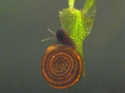 Bathyomphalus contortus - Planorbidae