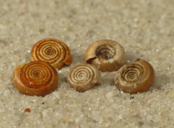 Bathyomphalus contortus - Planorbidae