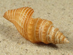 Bathytoma luehdorfi - Borsoniidae