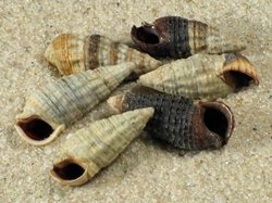 Lampanella minima - Batillariidae