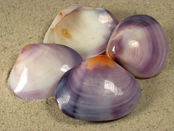 Batissa violacea - Corbiculidae