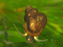 Bithynia leachii - Bithyniidae
