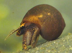 Bithynia tentaculata - Bithyniidae