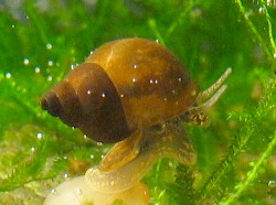 Bithynia tentaculata - Bithyniidae