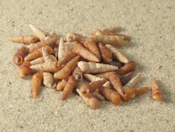 Bittium reticulatum- Cerithiidae