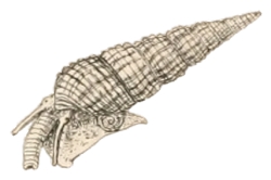 Bittium reticulatum- Cerithiidae