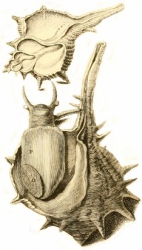 Bolinus brandaris - Muricidae