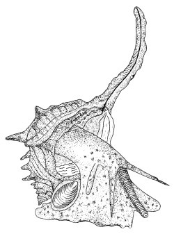 Bolinus brandaris - Muricidae