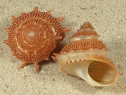 Bolma bartschi - Turbinidae