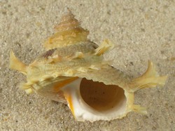 Bolma girgyllus - Turbinidae