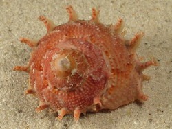 Bolma girgyllus - Turbinidae