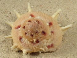 Bolma girgyllus - Turbinidae