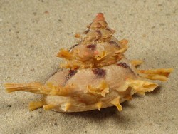 Bolma girgyllus - Turbinidae