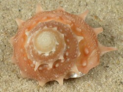 Bolma henica - Turbinidae