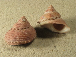 Bolma millegranosa - Turbinidae