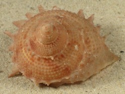 Bolma millegranosa - Turbinidae