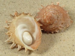 Bolma millegranosa - Turbinidae