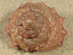 Bolma modesta - Turbinidae