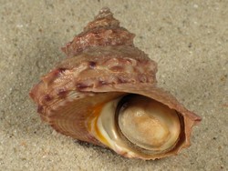 Bolma modesta - Turbinidae