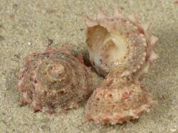 Bolma persica - Turbinidae