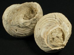 Bolma rugosa  - Turbinidae