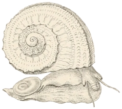Bolma rugosa - Turbinidae