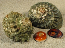 Bolma rugosa - Turbinidae