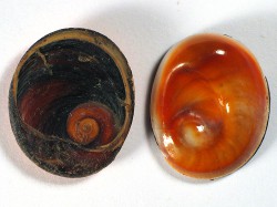 Bolma rugosa  - Turbinidae