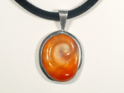 Bolma rugosa  - Turbinidae