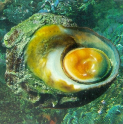 Bolma rugosa - Turbinidae