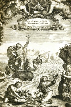 Conus magus - Conidae