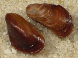 Mytilaster minimus - Mytilidae