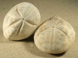 Brissidae - Brissus unicolor / CC-License BY-SA Brissus unicolor - Brissidae