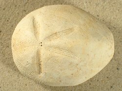 Brissidae - Brissus unicolor / CC-License BY-SA Brissus unicolor - Brissidae