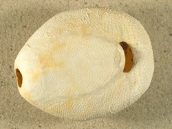 Brissidae - Brissus unicolor / CC-License BY-SA Brissus unicolor - Brissidae