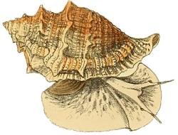 Bufonaria rana - Bursidae