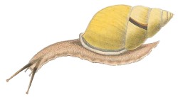 Amphidromus chloris - Camaenidae