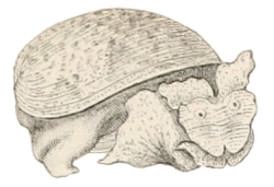 Bulla ampulla - Bullidae