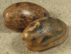 Bulla quoyii - Bullidae