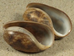 Bulla quoyii - Bullidae