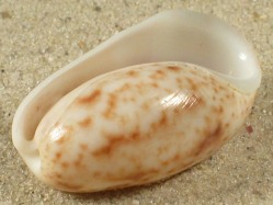 Bulla striata - Bullidae