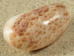 Bulla striata - Bullidae