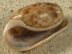 Bulla striata - Bullidae